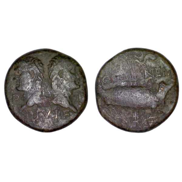 dupondius ou as de nimes (-2 à +14), type IV atelier Nimes