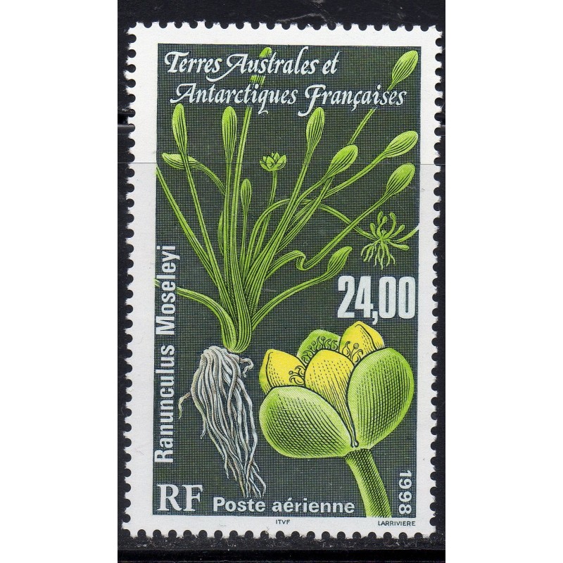 Timbre TAAF Poste aerienne Yvert 146 Ranunculus Moseleyi neuf ** 1998