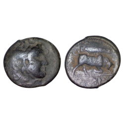 Syrie, SÉLEUCIDE Seleucos 1er AE19 Chalque (-312 à -280) Antioche